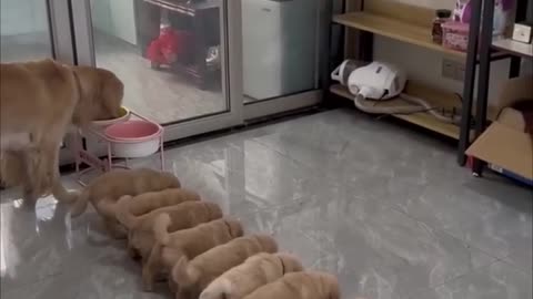 Momma dog