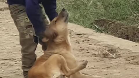 A small #boy will be seen #playing with a dog by his side. The boy is seen smiling and #playing