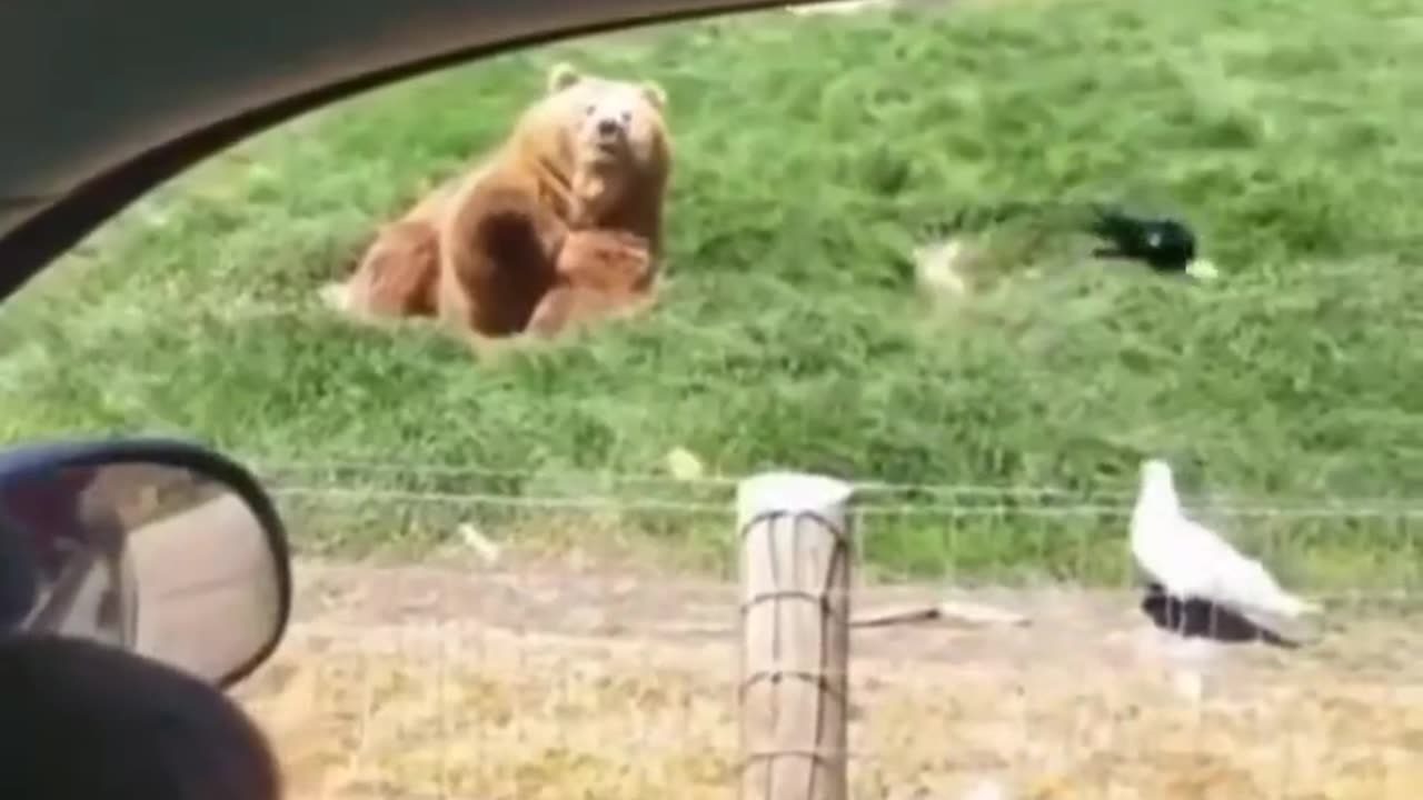 Chill Bear Vibes: Catching Bread Slices Like a Pro!