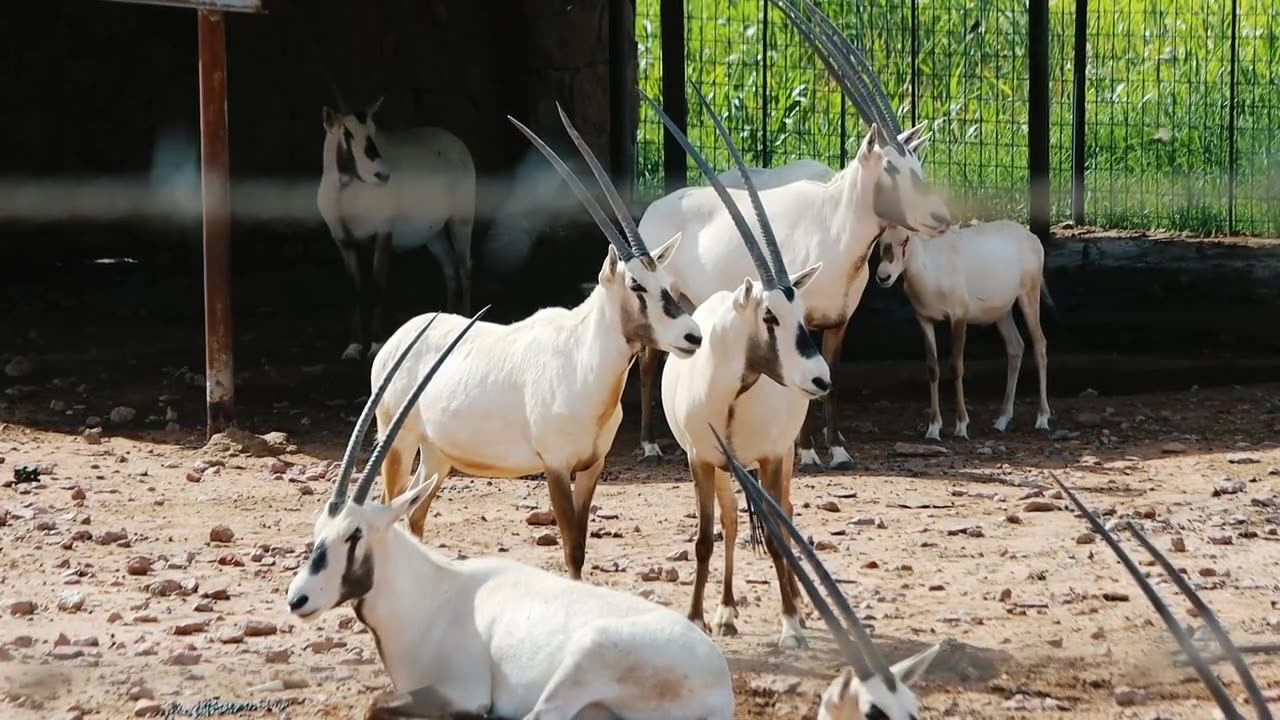 White Beautiful Deers❤️❣️🌹