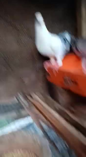 Pakistan 🇵🇰 pigieon