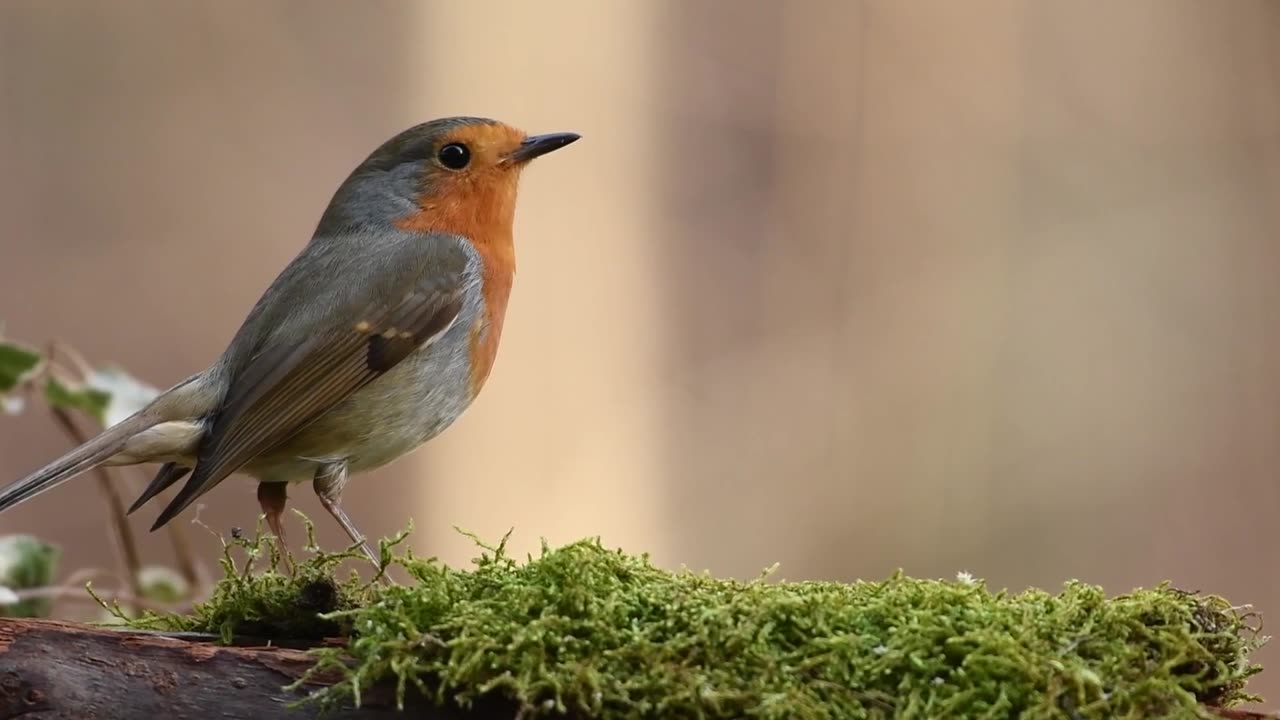 What's the name of this bird?