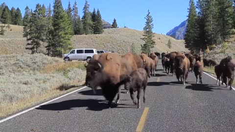 Bison Charge - Yellowstone National Park