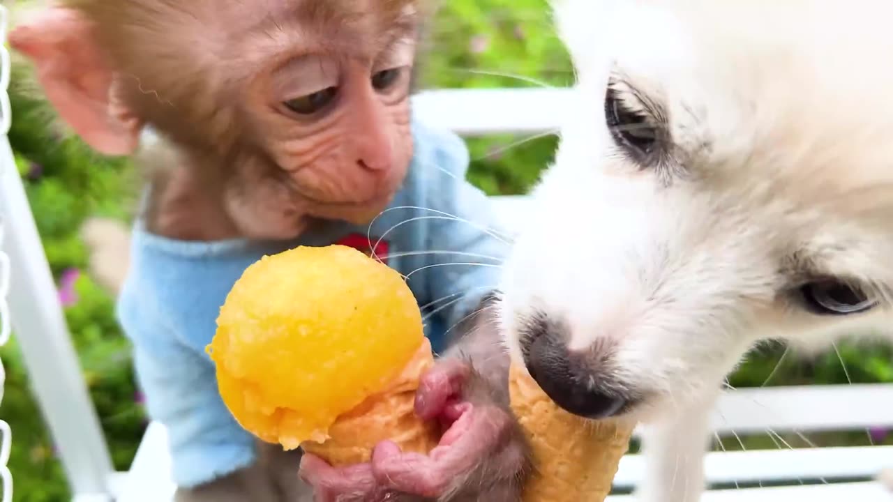 Adventures of Baby Monkey Bon Bon Fun at the Pool with Ducklings!