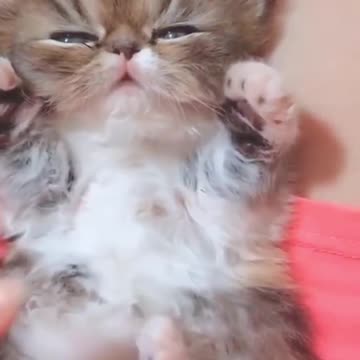 Cute cats and funy dogs vidios 1 #short