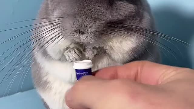 Don't try to weaningLittle totoro ~ # of a pet