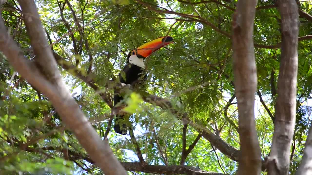 Tucano Bird Brazil Brazilian Bird Tropical Tropic