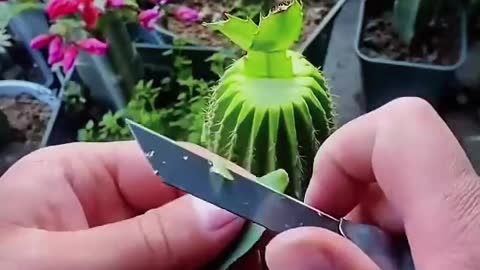 How to Care & Grafting , Technical Grafting Fruit plants