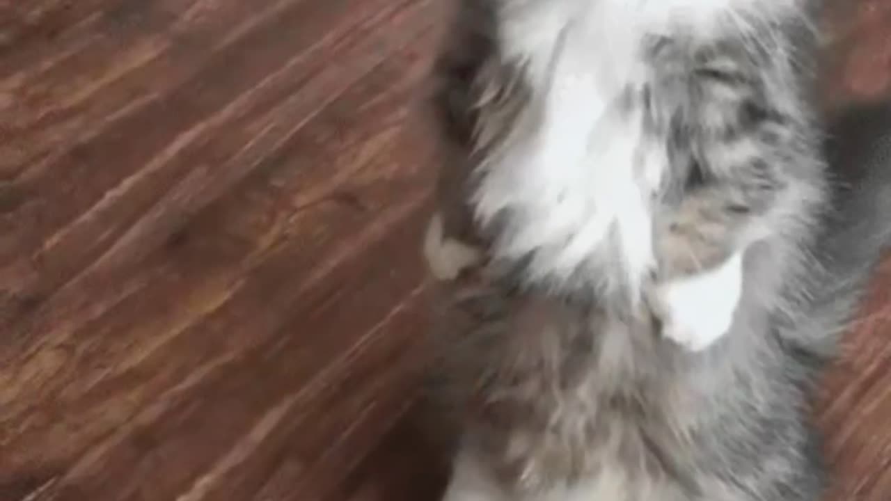 Cute Cat Gif