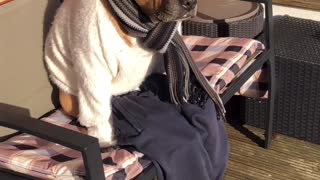 Adorable Dressed Up Dog on a Bench