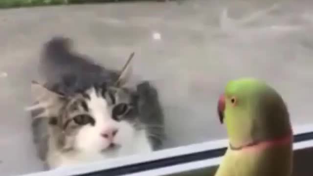 Bird world funny video 12