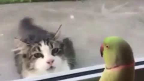 Bird world funny video 12