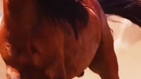 🐴🐎