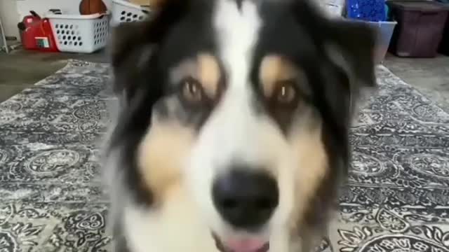 Dog made tik tok reels