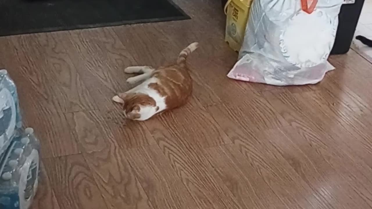 First Catnip!