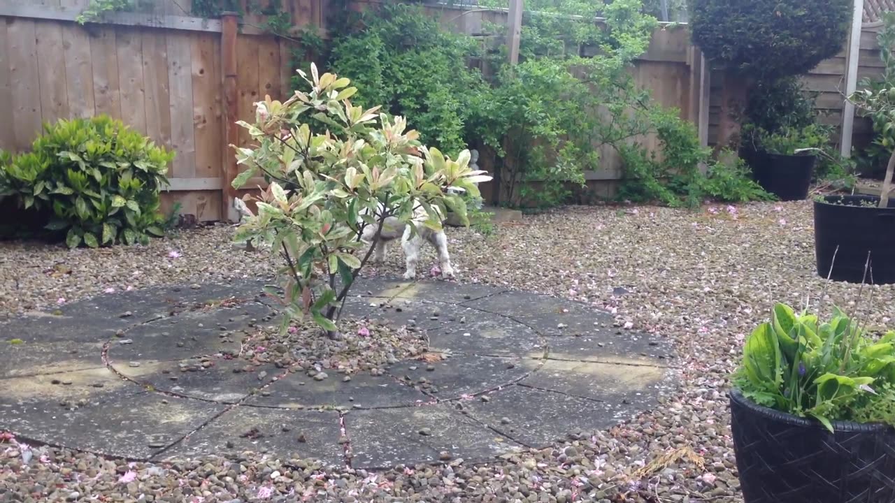 Doggie Diaries #60 - 2023 & 2024