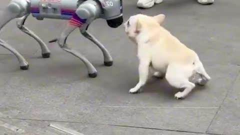 Perro robot jugando con perro verdadero