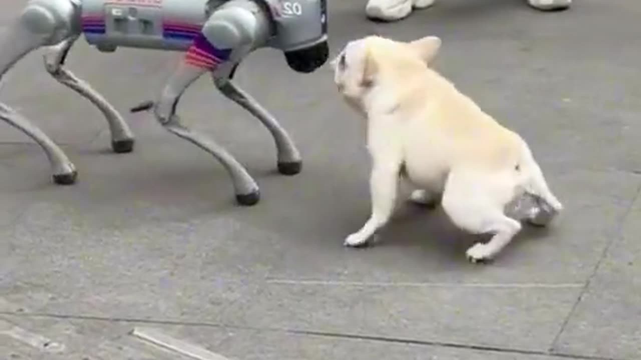 Perro robot jugando con perro verdadero