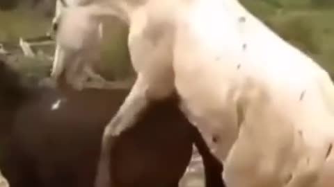 Horse Fu**cking