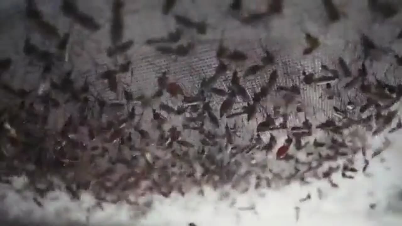 BILL GATES - This is Bill’s mosquito factory in Colombia. It’s the largest in the world