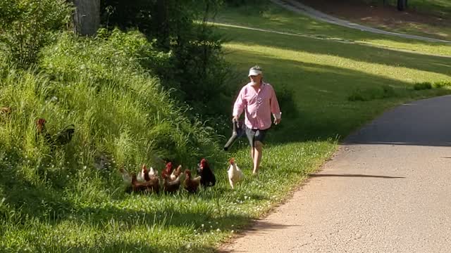 Dad Uses Leaf Blower to Herd Chickens Back to Yard