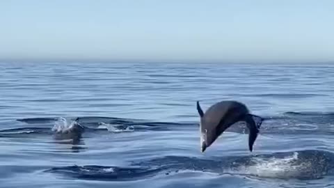 Happy Dolphins