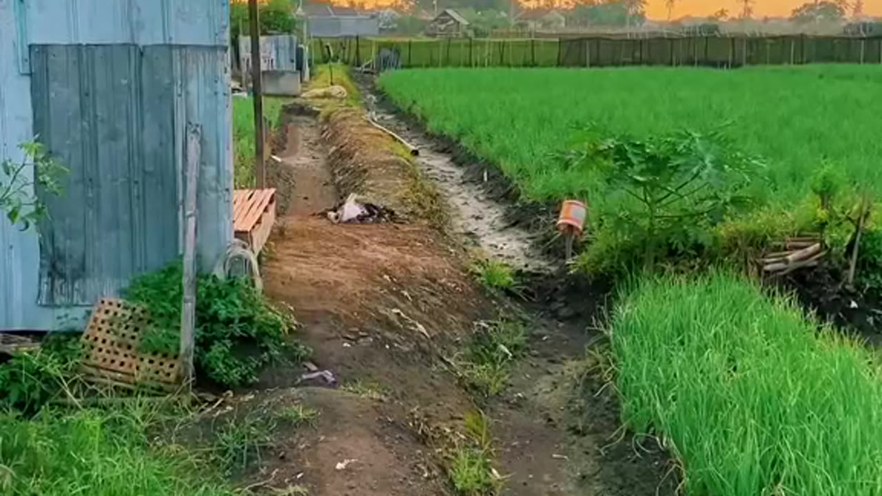 Nice video status WhatsApp please follow me please 🙏