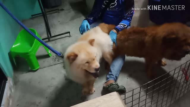 How to stud a dog | DogLover | 2ndStud
