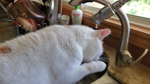 Cat drinking water