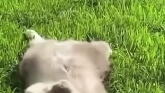 Animals doing cute things