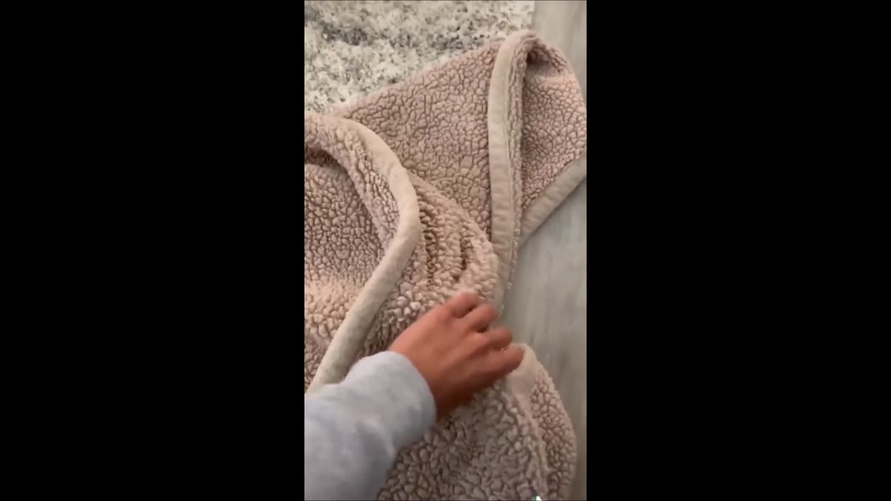 New Funny Animals, Funniest Cats and Dogs Videos 37