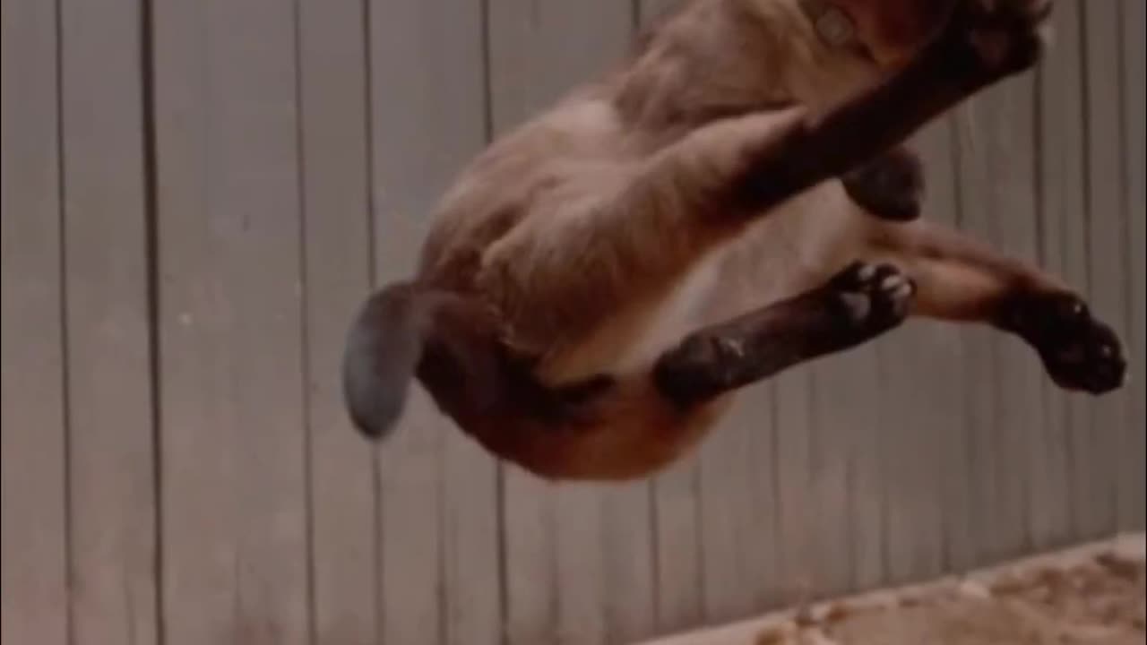 Why Cats Always Land On Their Feet