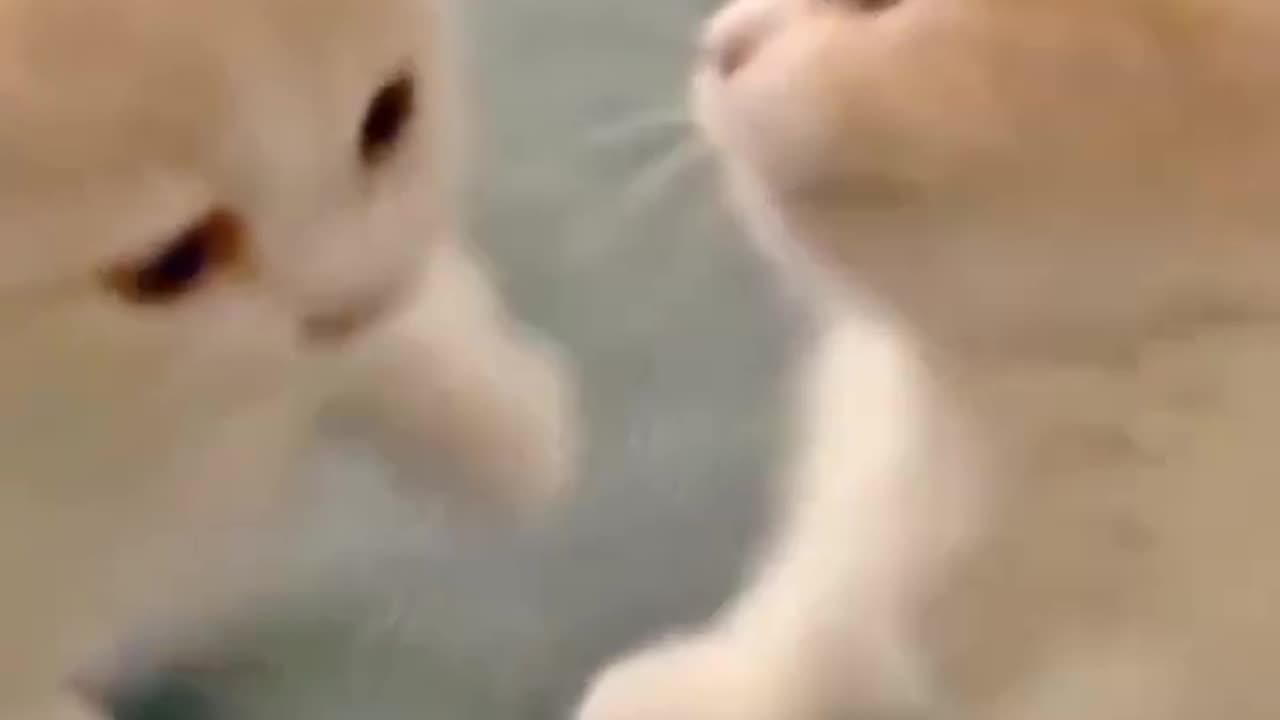 Small cats cute fight