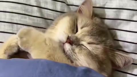 #cutecat#catexpreson#virlvideo#trendingvideo