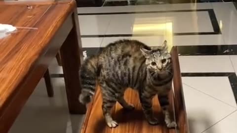 Cute and funny cat video.