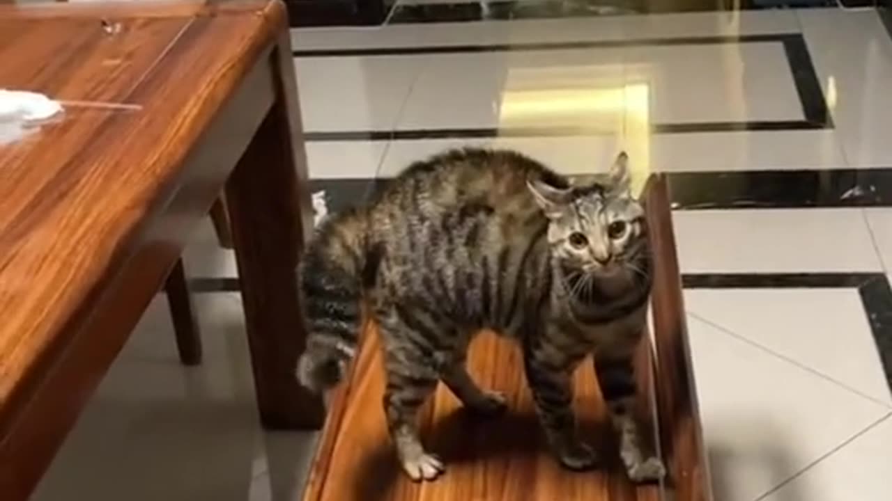 Cute and funny cat video.