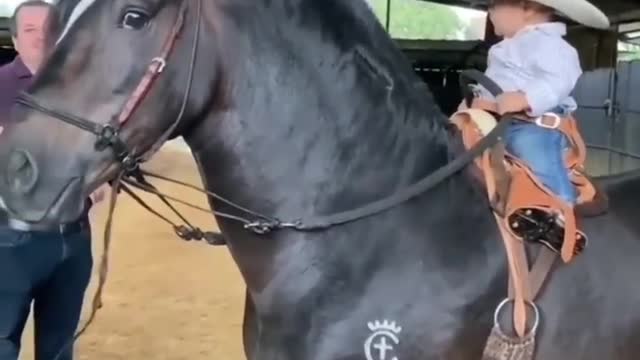 Made your day with these funny and cute Horses | Funny horse videos compilation