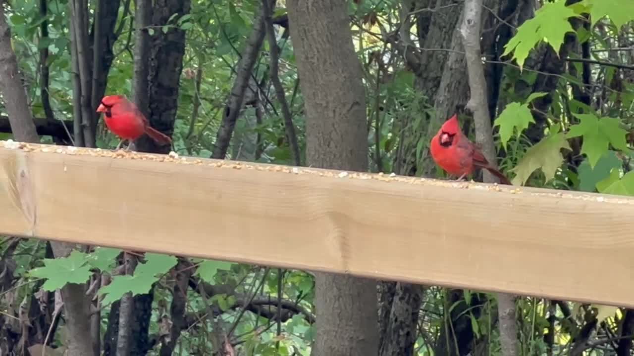Fall season birds James Gardens Toronto