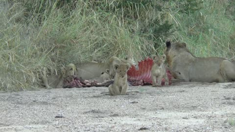 2 month lion cubs with adults and a kill.