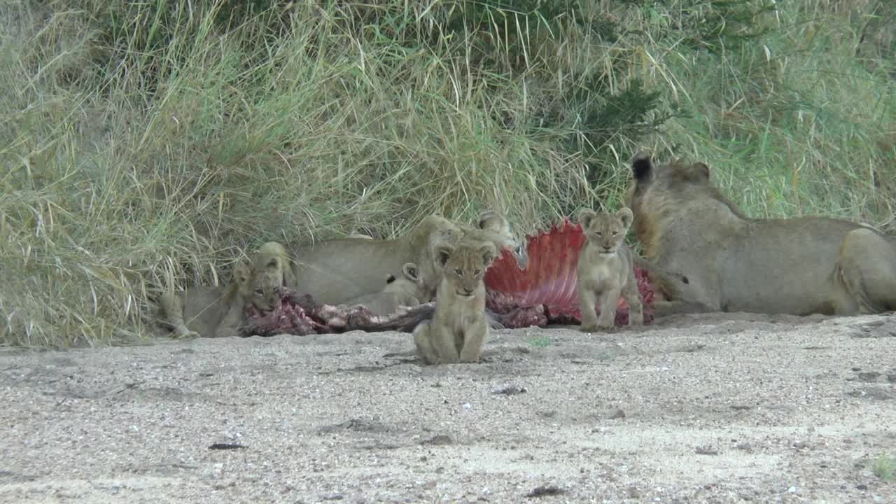 2 month lion cubs with adults and a kill.