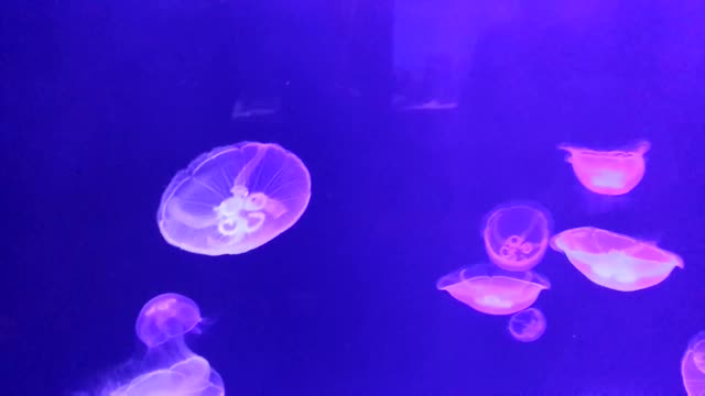 Jellyfish Animals Ocean Sea Tentacles Jellies