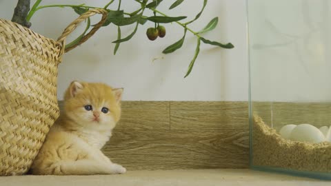 Kitten Pudding is waiting for eggs to hatch to become their mother Chick