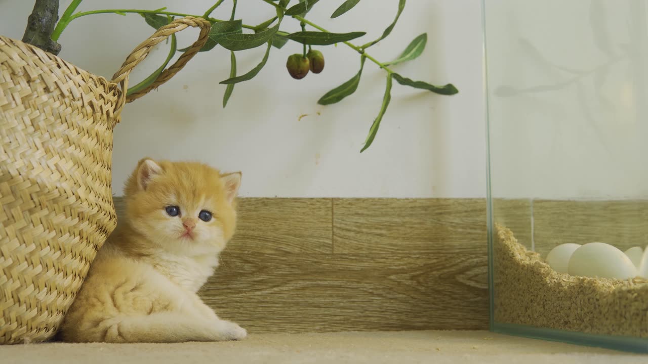 Kitten Pudding is waiting for eggs to hatch to become their mother Chick