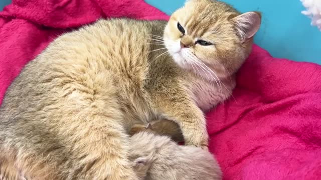 Mom cat cannot understand why the adopted kitten mewed loudly when she lay down on him