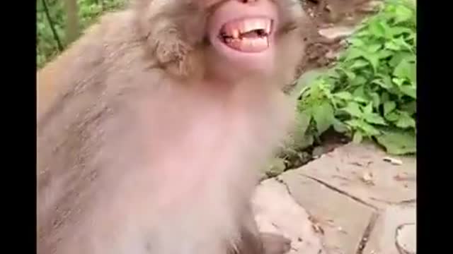 Funny monkey & funny dog video