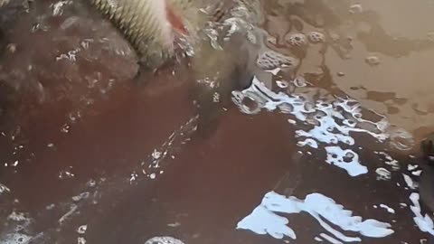 Amazing Rohu Fish Live Video In Fish Market#shorts