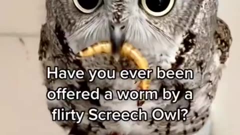 #CuteBabyAnimals #Funny #daily #Shorts #amushorts #rumble C155