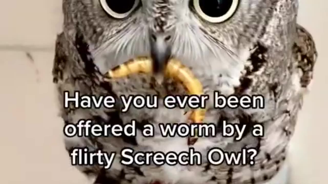 #CuteBabyAnimals #Funny #daily #Shorts #amushorts #rumble C155