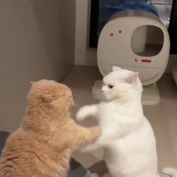 2023 Funniest Cat Videos You'll Laugh So Hard You'll Cry #110