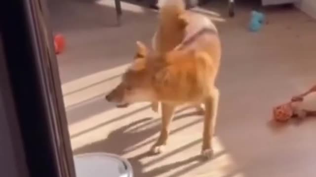 funny dog videos compilation